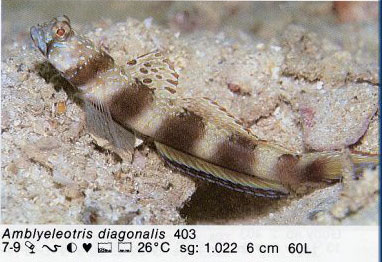 Amblyeleotris diagonalis